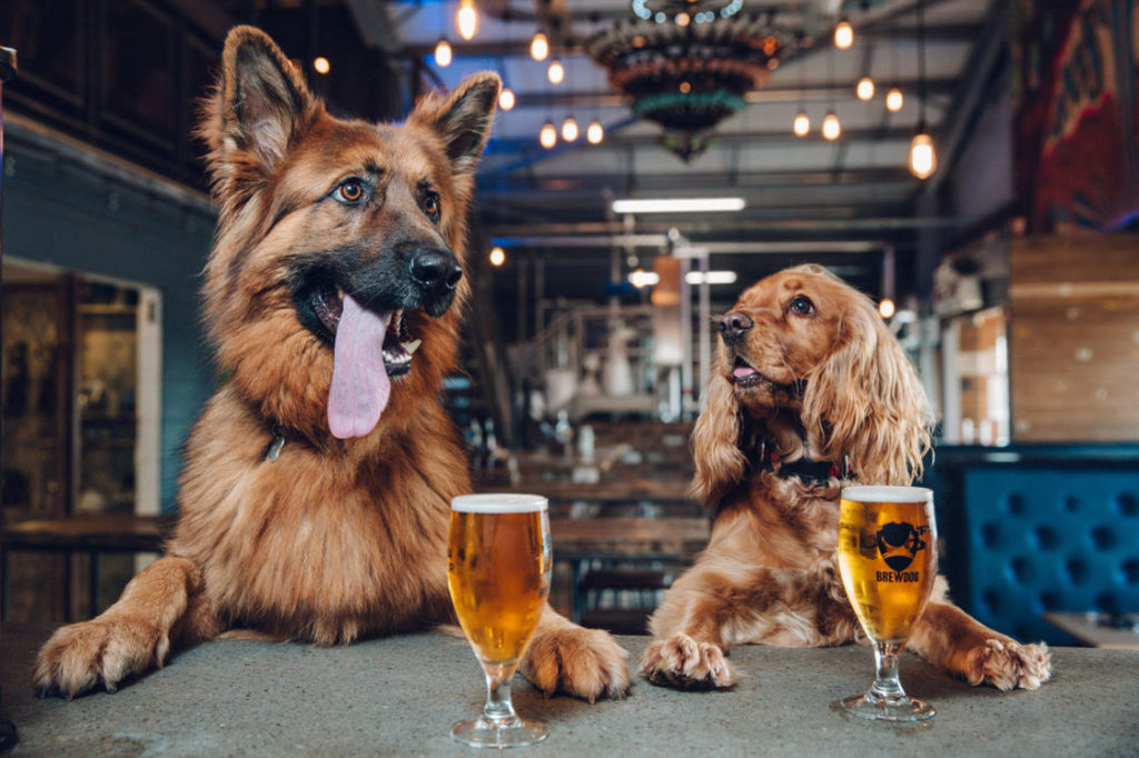 Pints for Pups - Charity Brewery Events